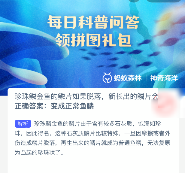 珍珠鳞金鱼的鳞片如果脱落,新长出的鳞片会