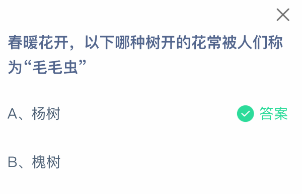 以下哪种树开的花常被人们称为“毛毛虫“