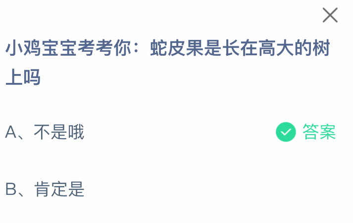 小鸡宝宝考考你:蛇皮果是长在高大的树上吗-七七游报